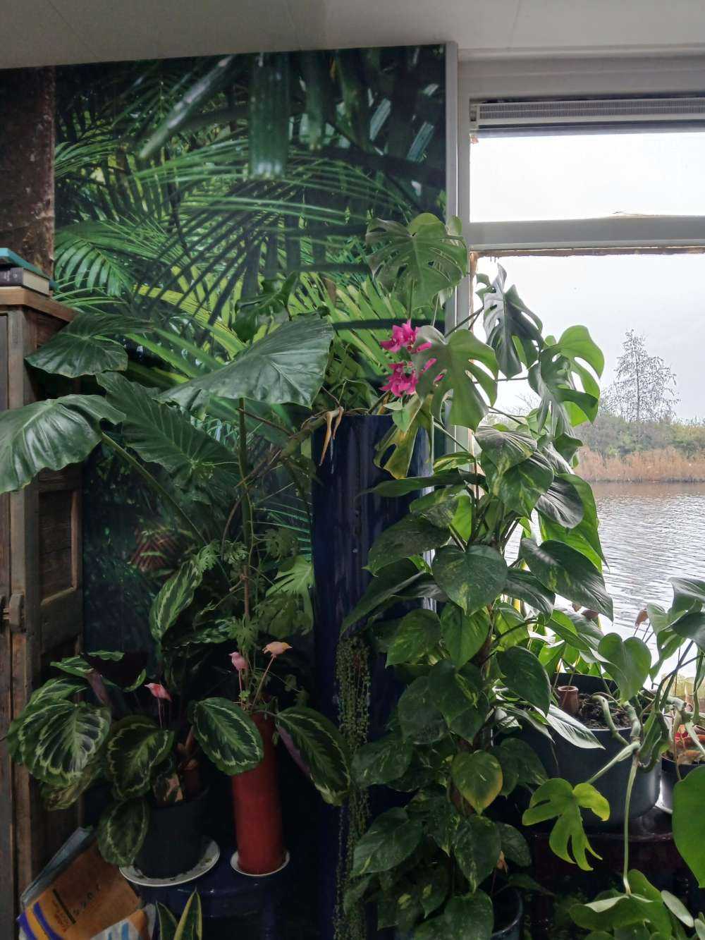Forêt tropicale humide