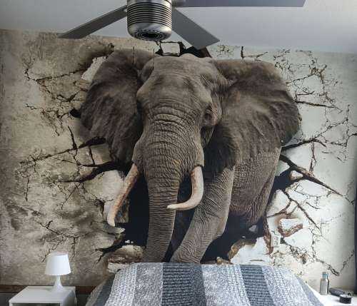 Grand éléphant hors du mur