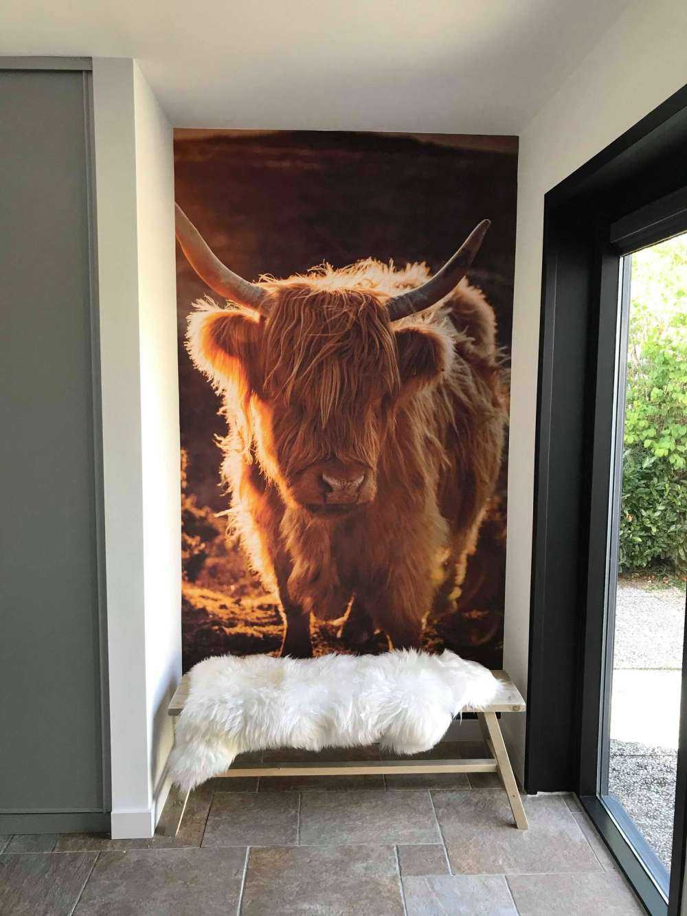 Le Highland écossais au soleil