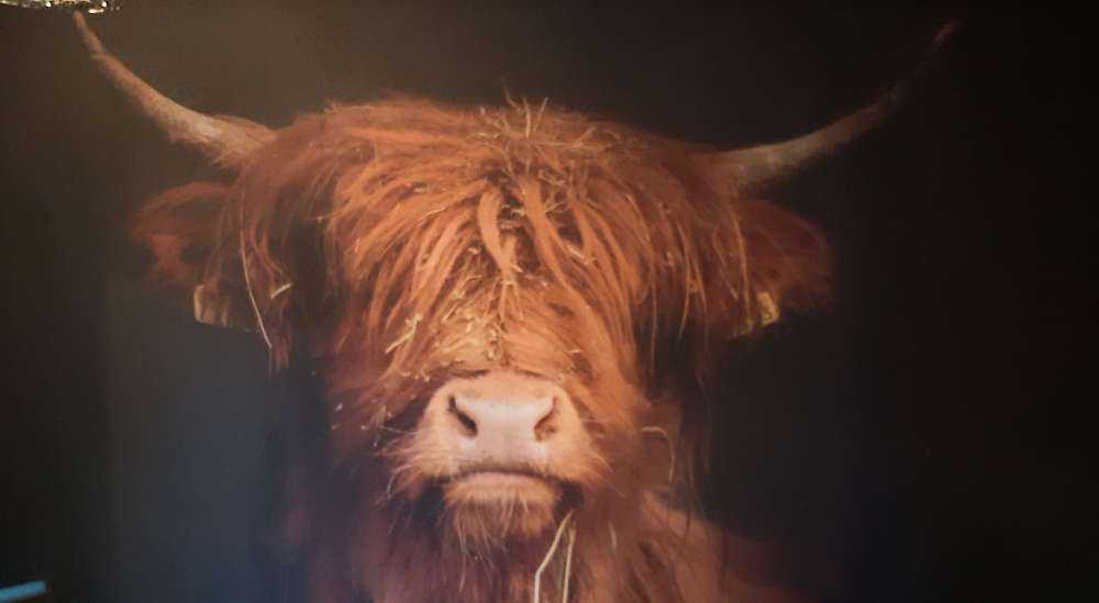 Portrait Scottish Highlander