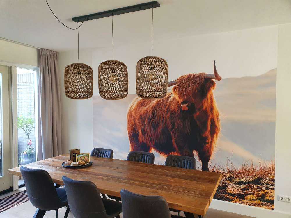 Un Highland écossais sur une colline