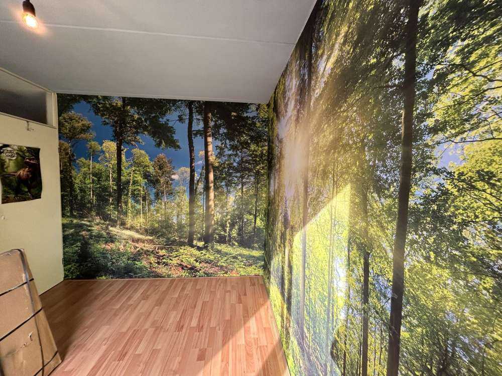 Une forêt avec des rayons de soleil