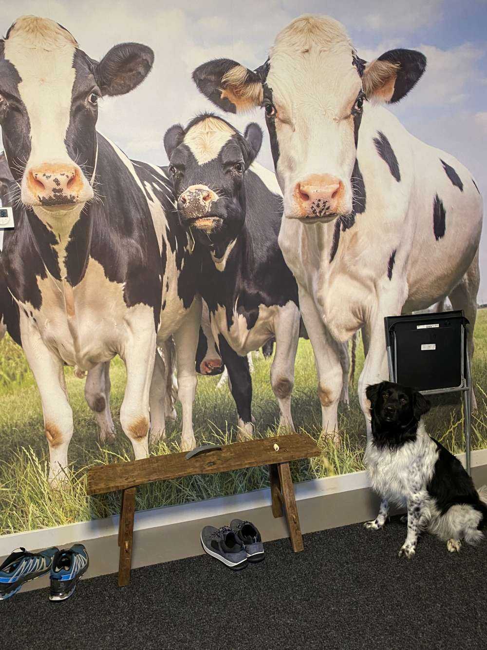 Troupeau de vaches