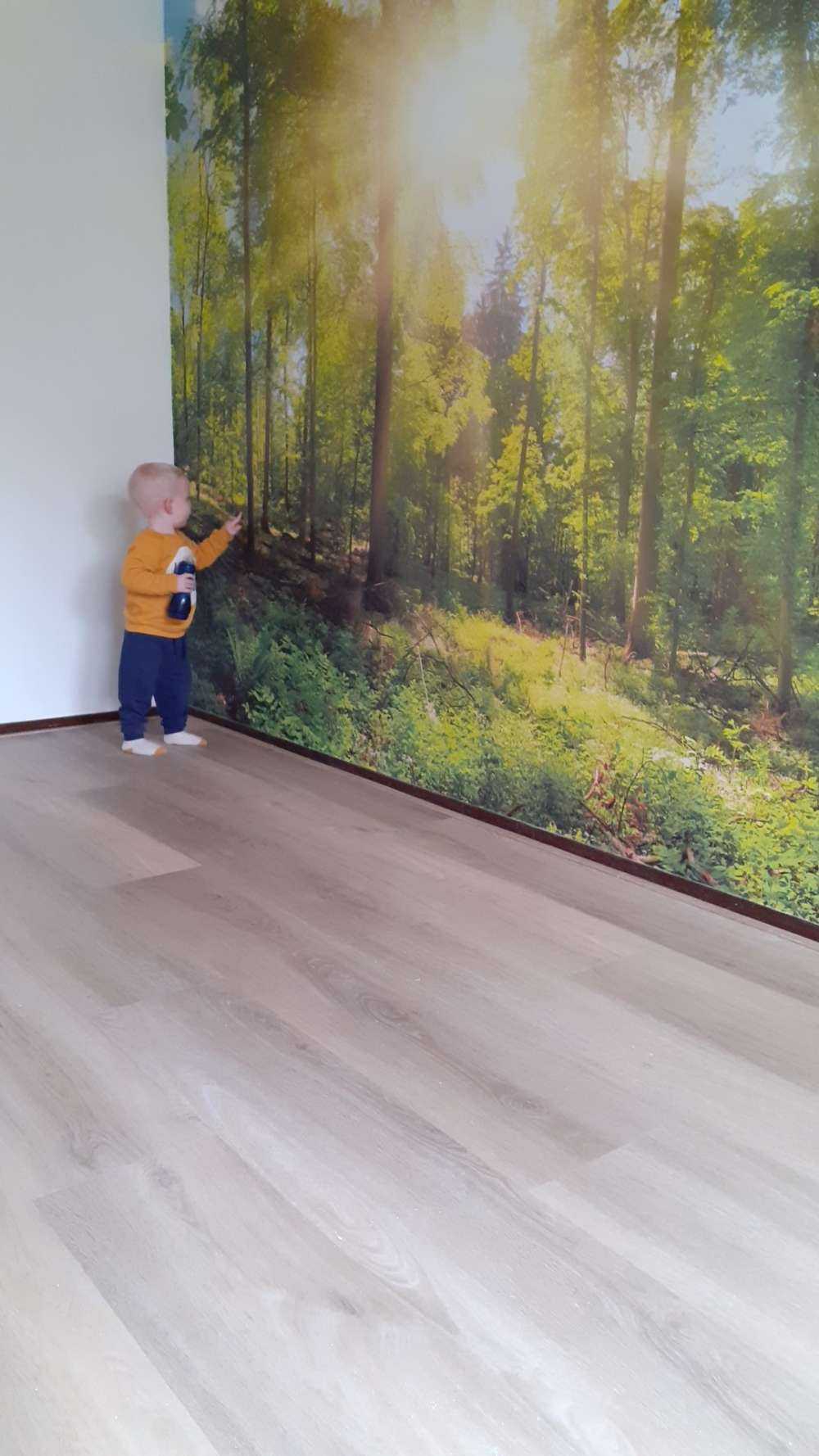 Une forêt avec des rayons de soleil