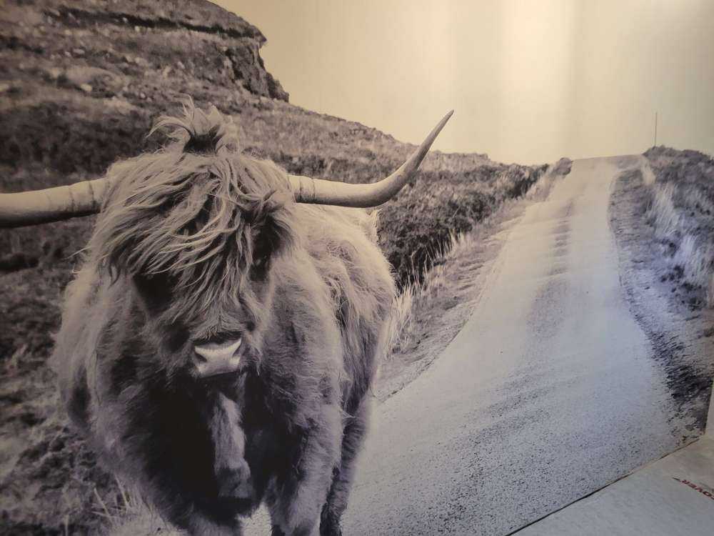 Le Highland écossais sur la route