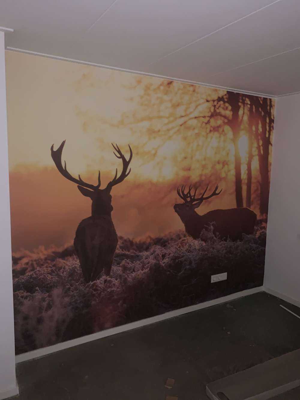 Cerfs au coucher du soleil