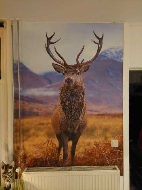 Cerf dans les montagnes