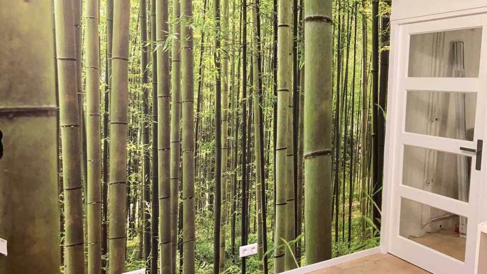 Au milieu de la forêt de bambous