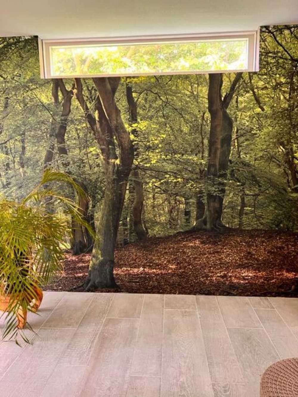 Arbres à feuilles vertes