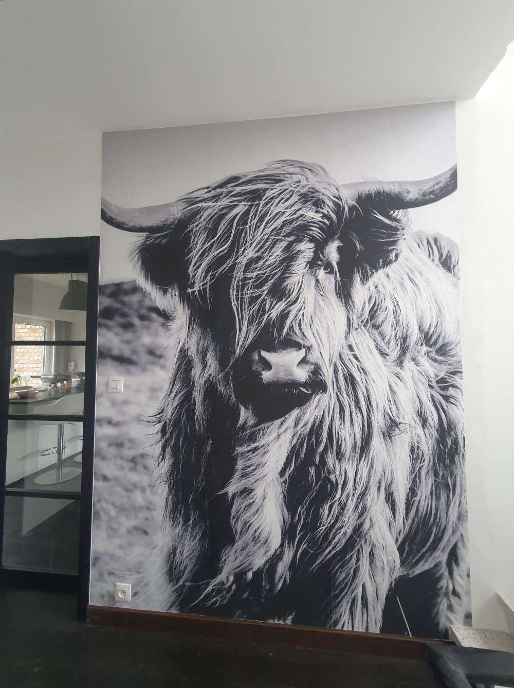 Le Highland écossais en noir et blanc