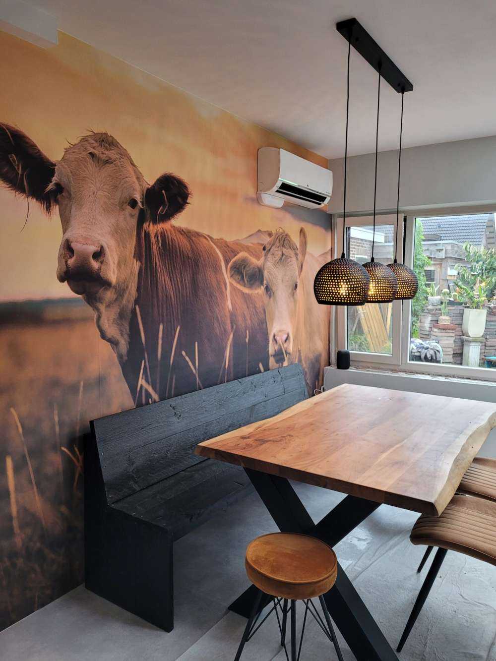 Les vaches au soleil du soir