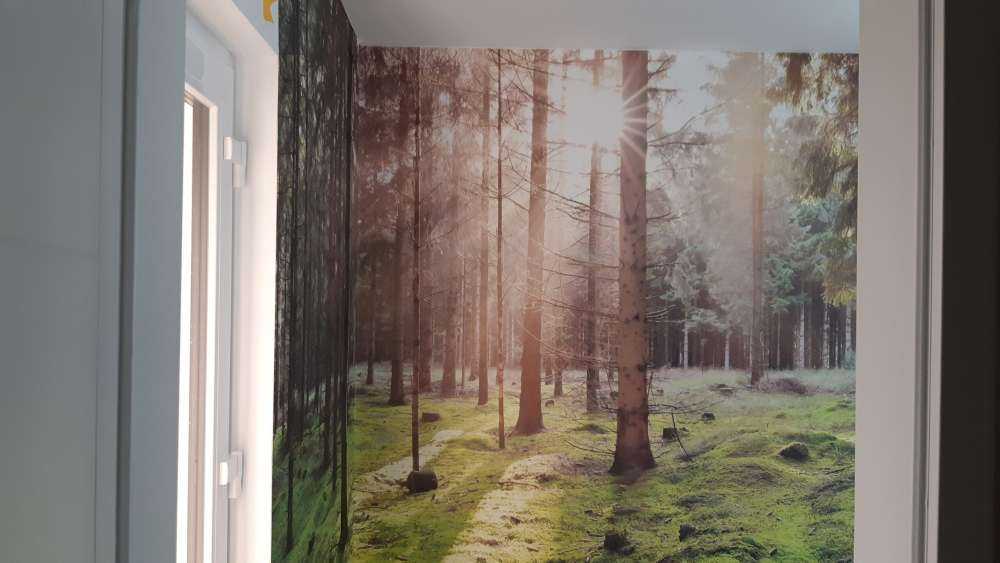 Forêt de conifères avec mousse