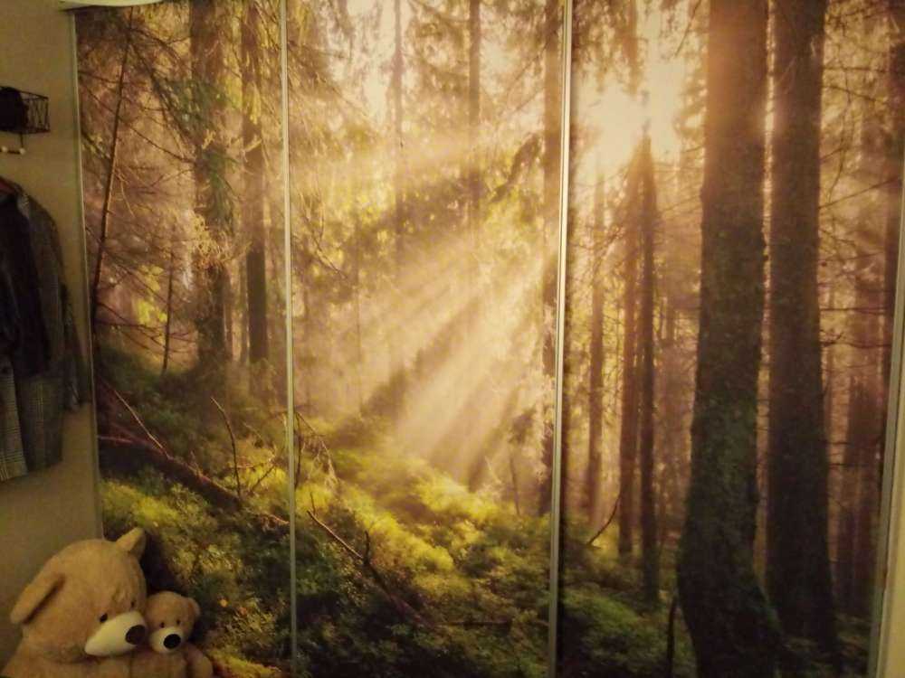 Forêt d'automne ensoleillée