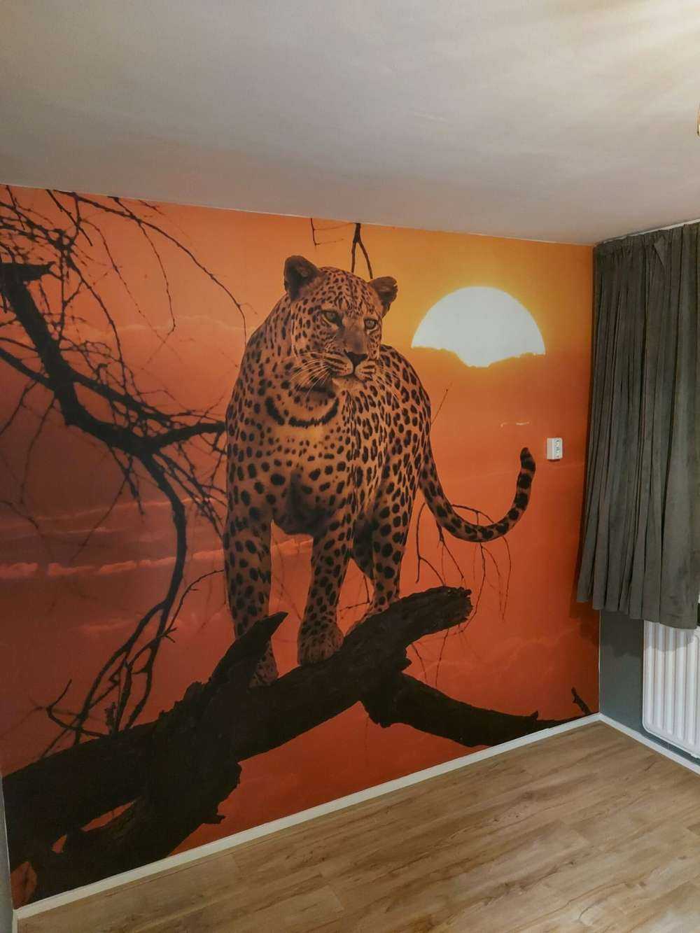 Léopard sous le soleil couchant