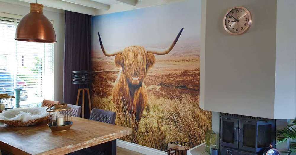 Highland écossais avec roseau