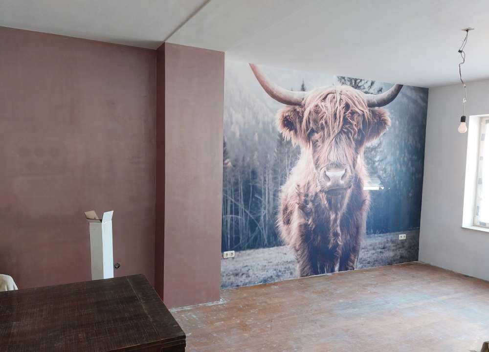 Le Highland écossais au bord de la forêt