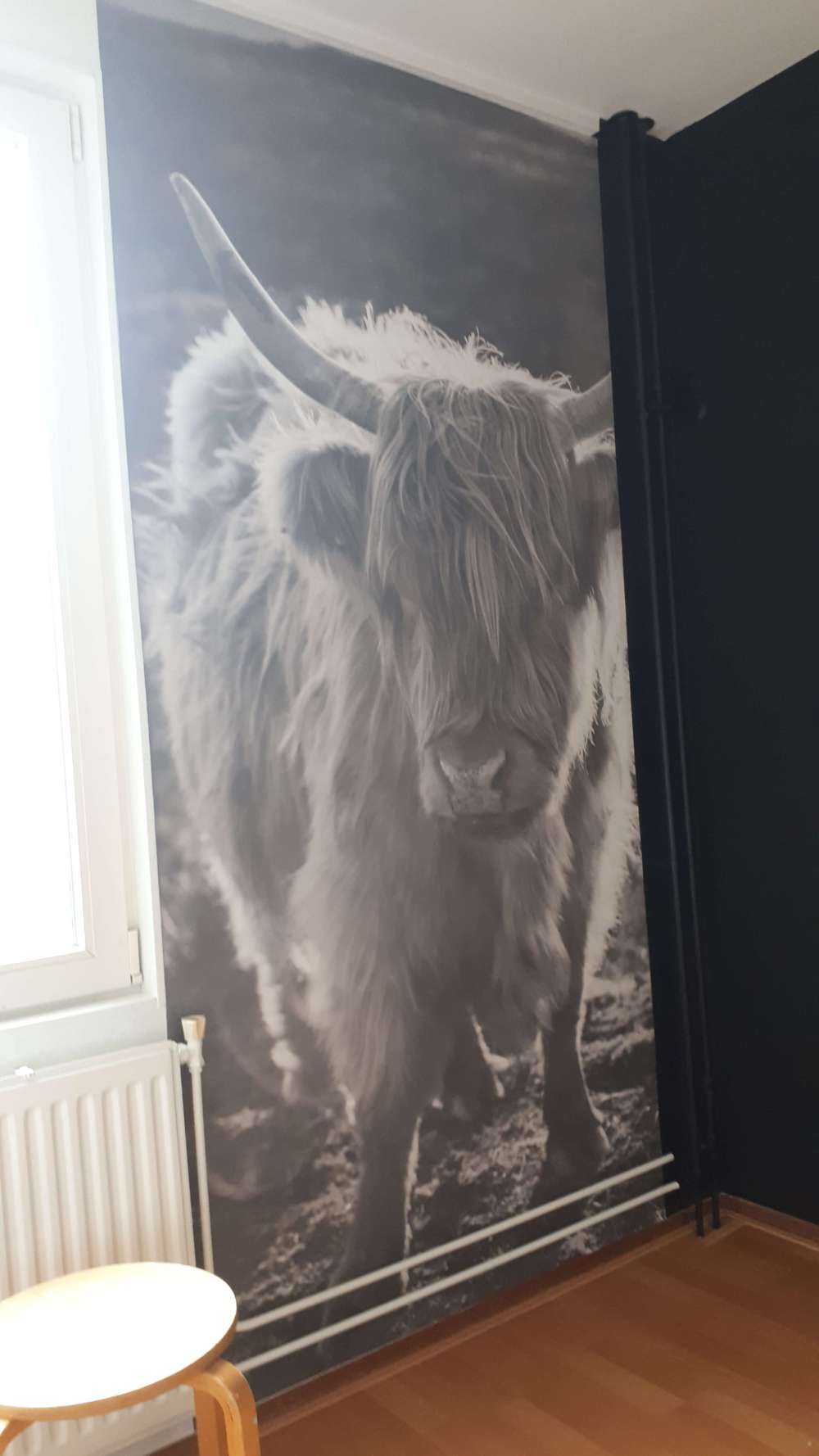 Le Highland écossais au soleil