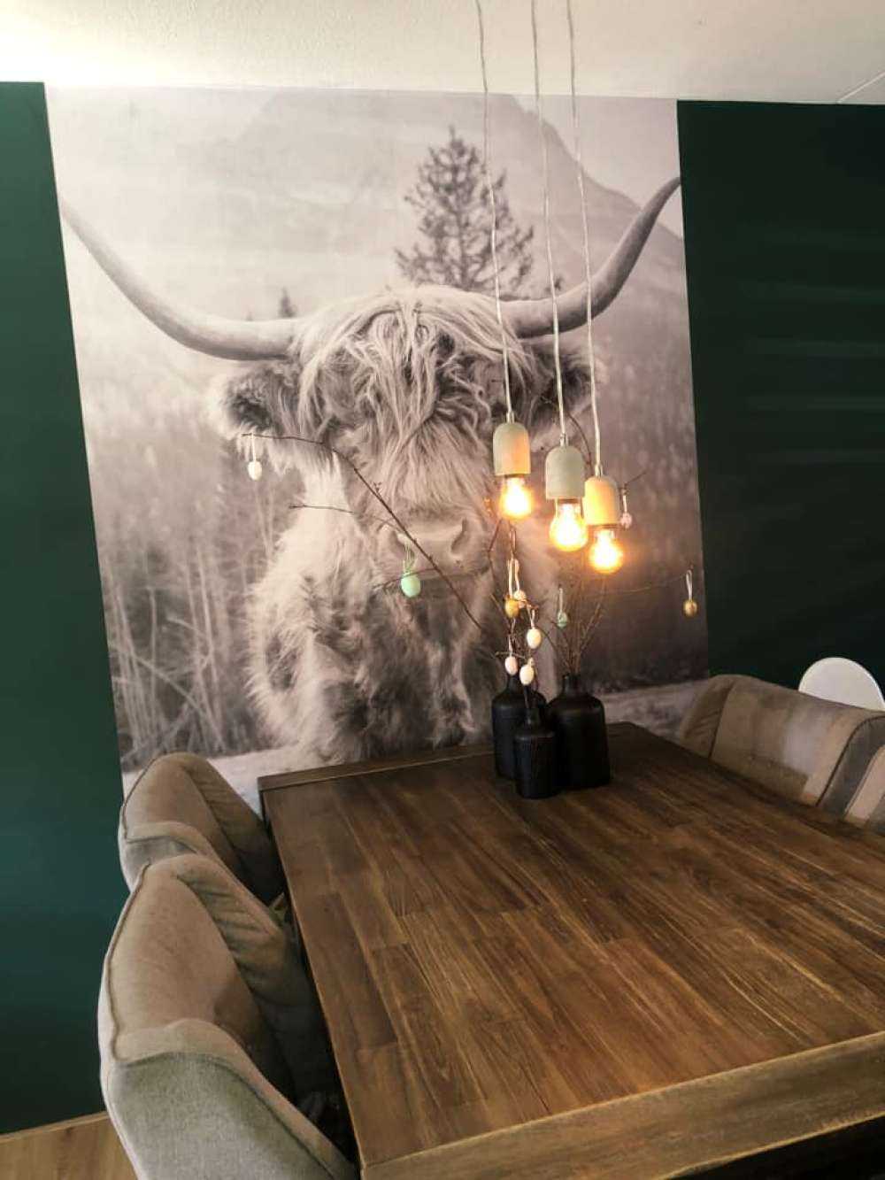 Le Highland écossais au bord de la forêt