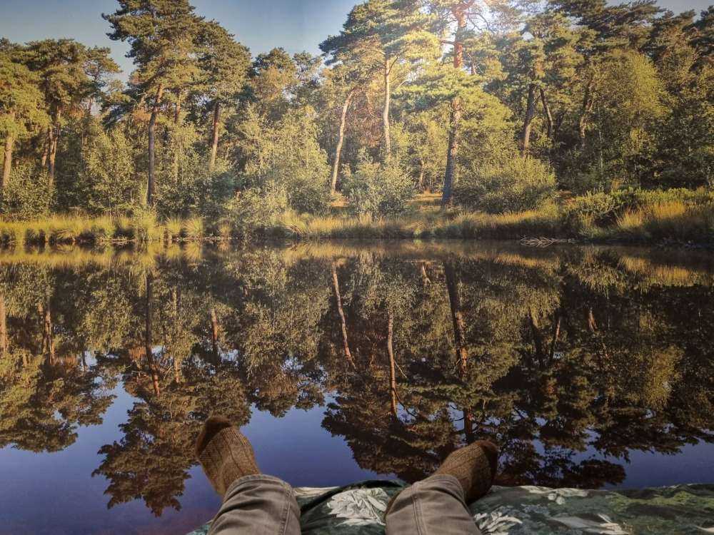 Réflexion dans les bosquets