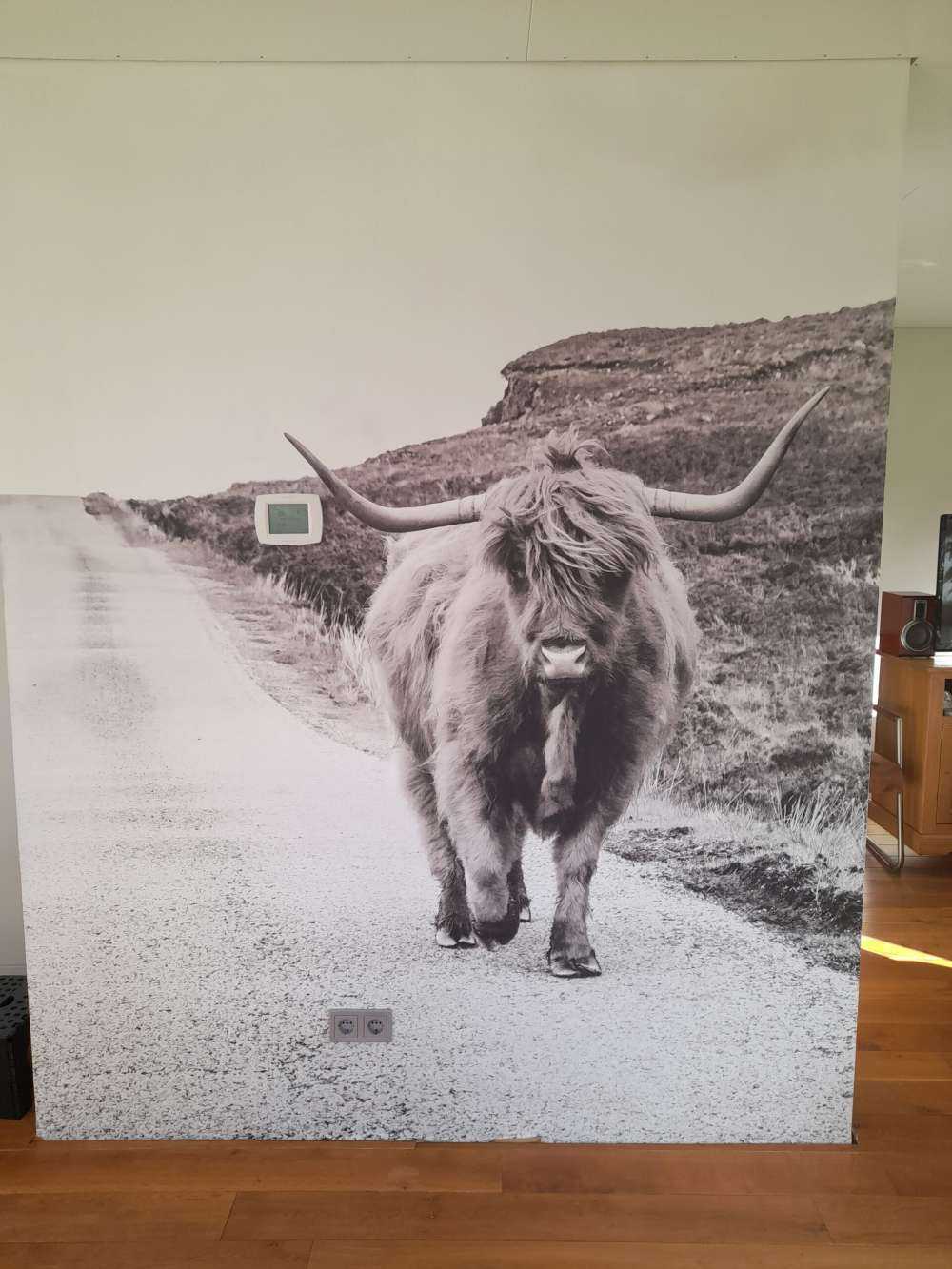 Le Highland écossais sur la route