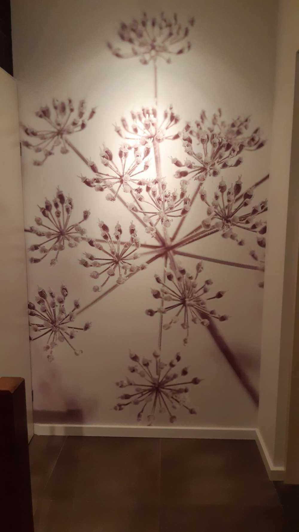 Cerfeuil sauvage en gros plan