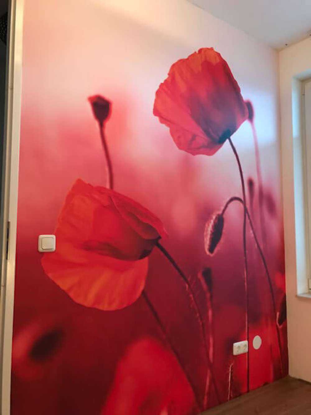 Des coquelicots dans la prairie