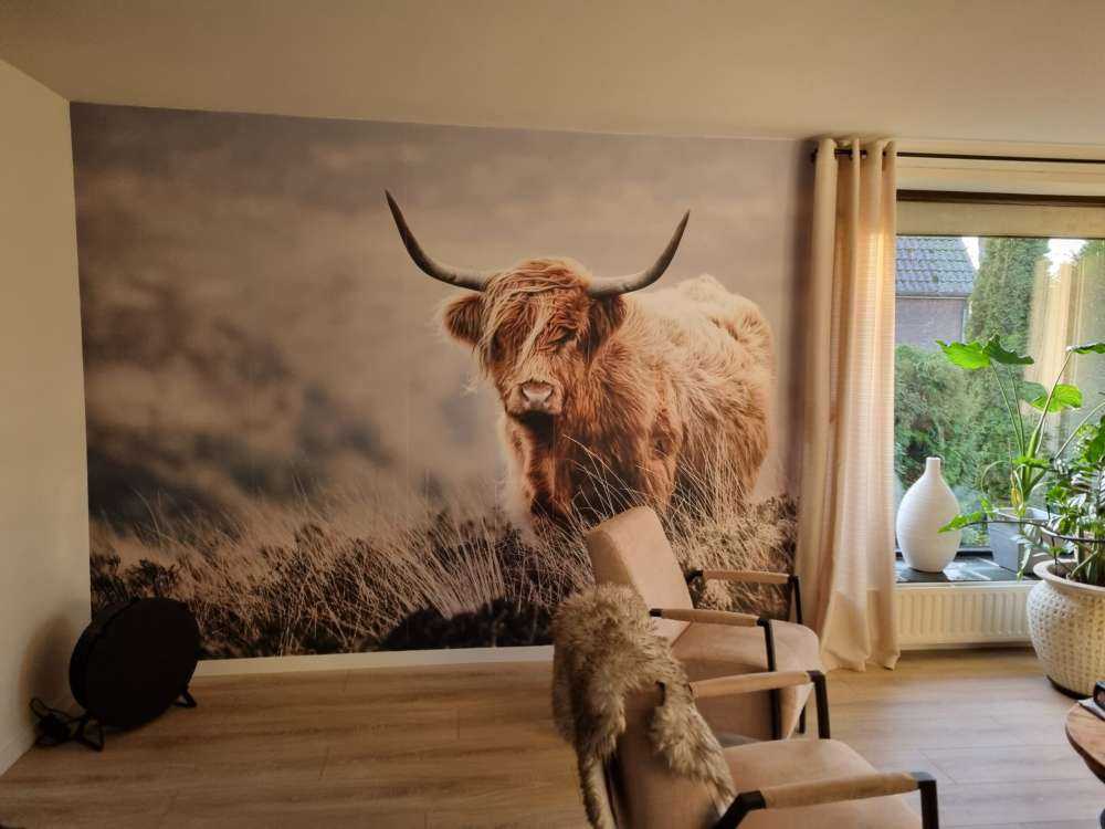 Les Highland écossais dans la nature