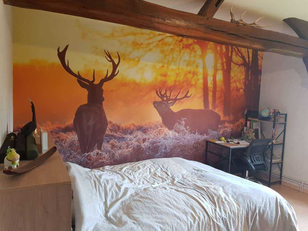 Cerfs au coucher du soleil