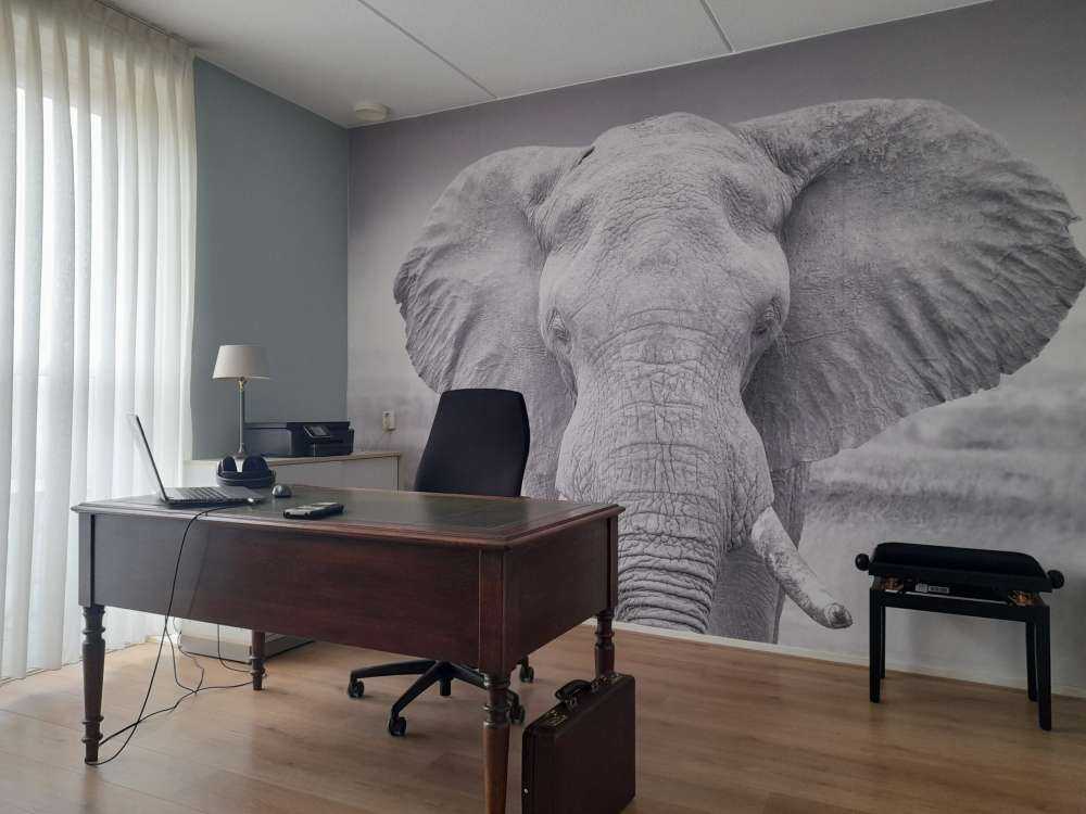 L'éléphant en noir et blanc