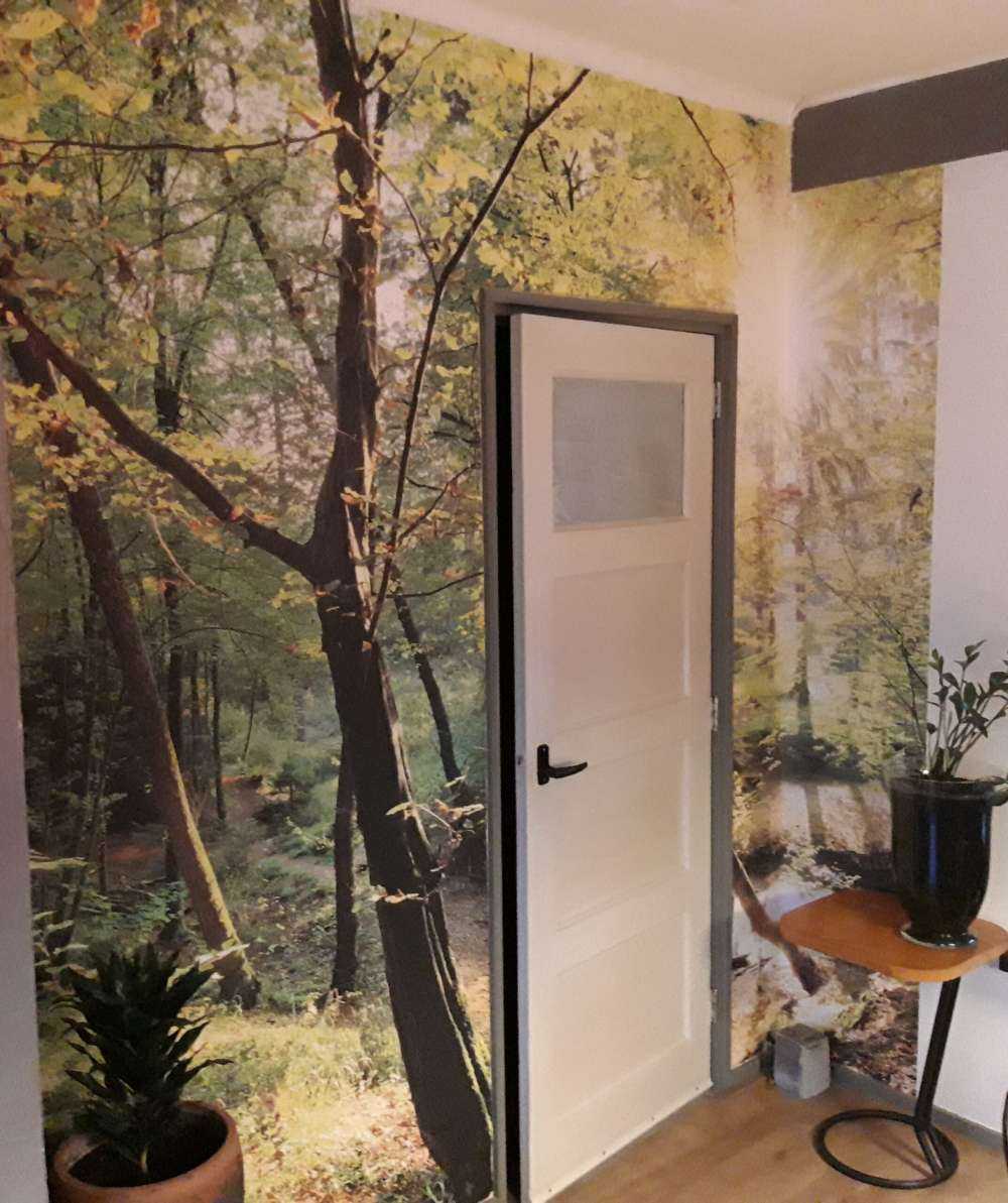 Forêt avec un ruisseau