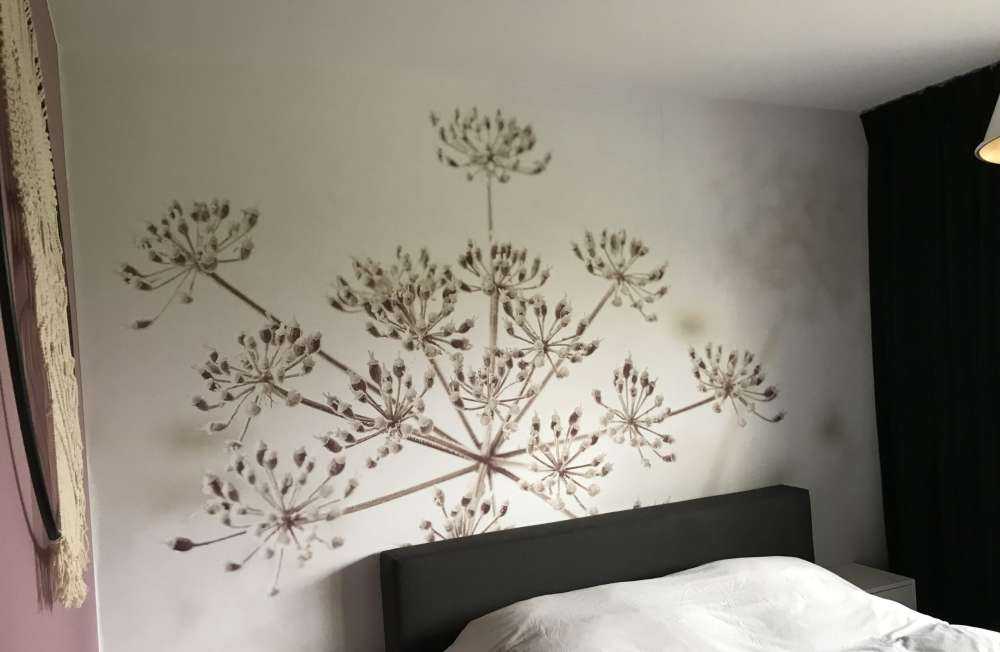 Cerfeuil sauvage en gros plan