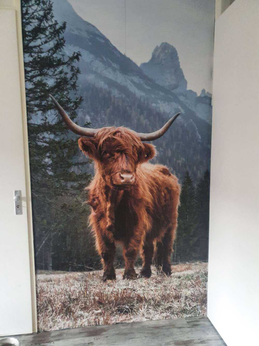 Un Highland écossais parmi les arbres