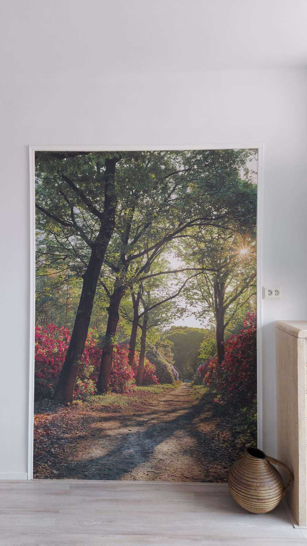 Lever de soleil sur le chemin avec des rhododendrons