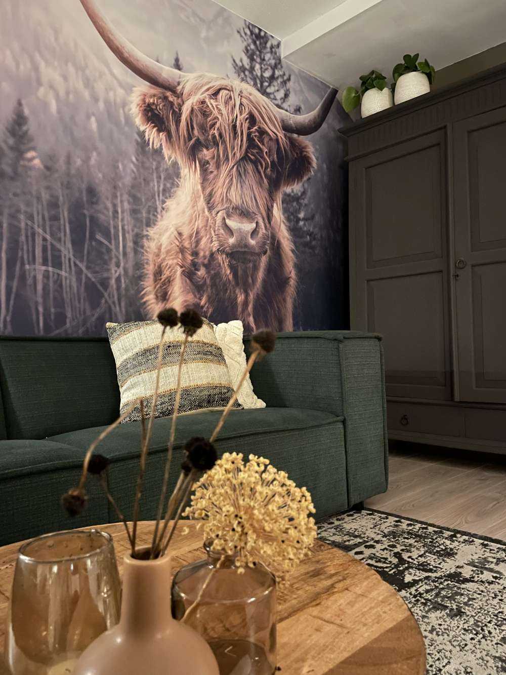 Le Highland écossais au bord de la forêt