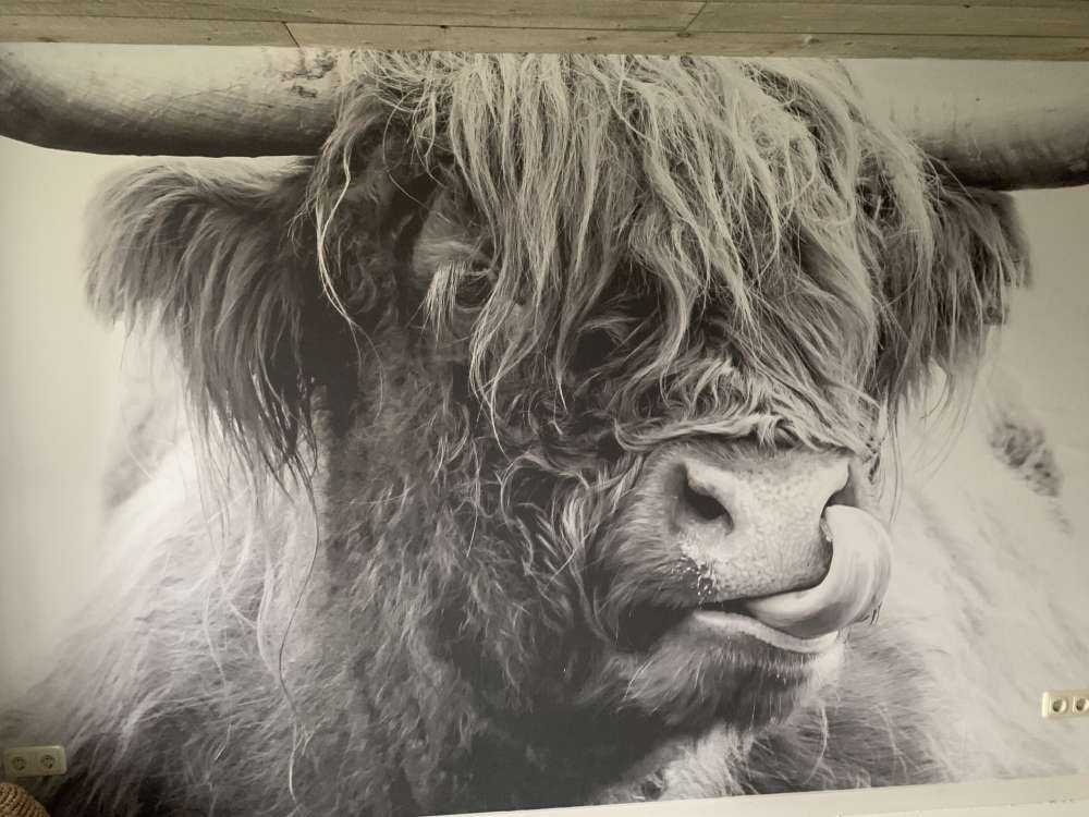 Drôle de Highland écossais