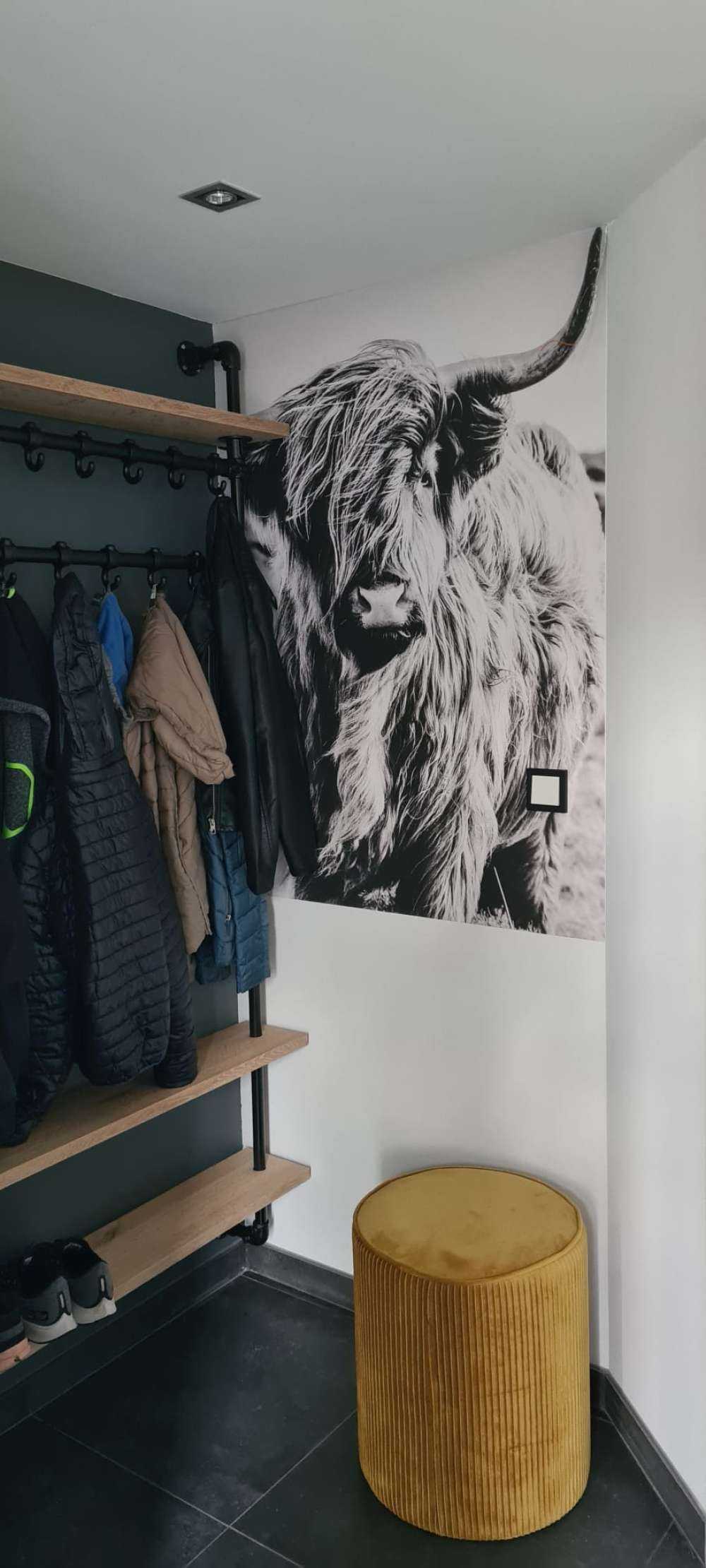 Le Highland écossais en noir et blanc