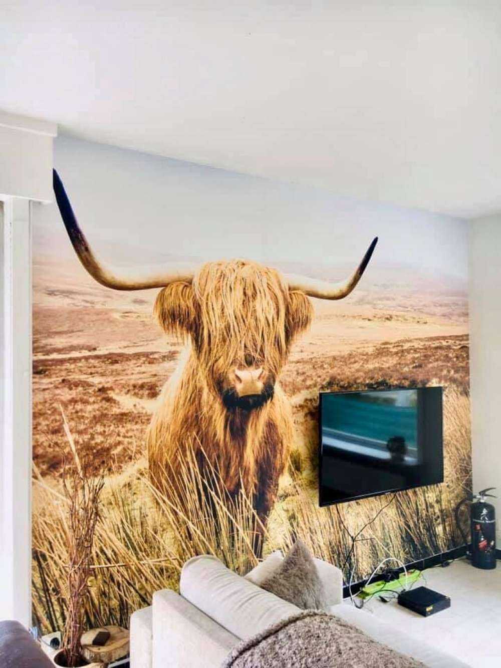 Highland écossais avec roseau