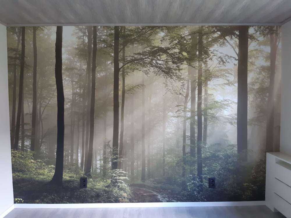 La forêt verte dans le brouillard