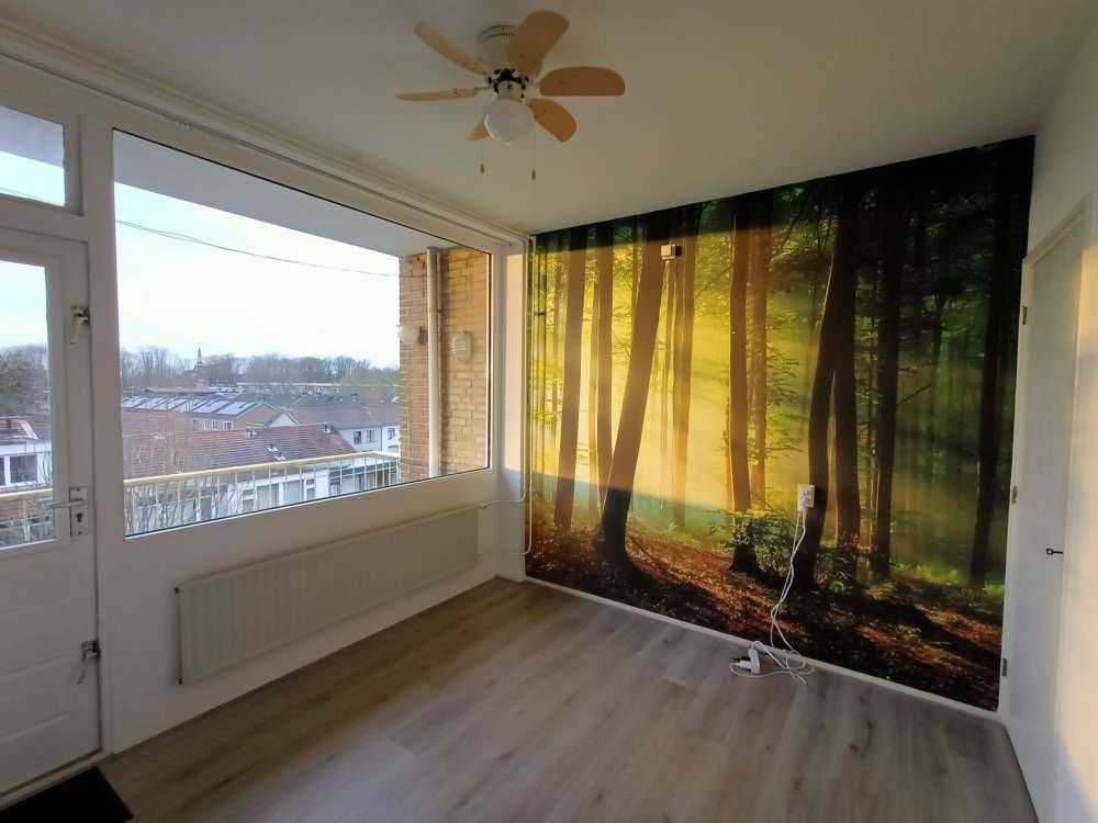 Soleil matinal parmi les arbres