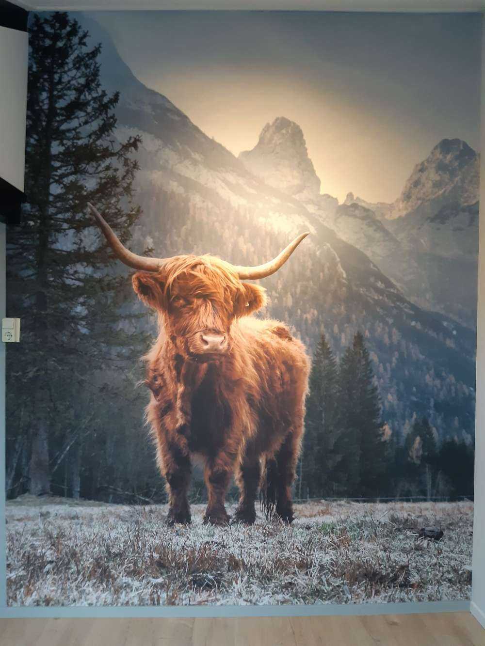 Un Highland écossais parmi les arbres
