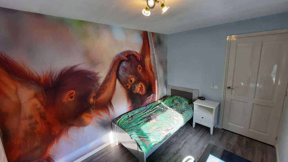 Bébés orang-outans