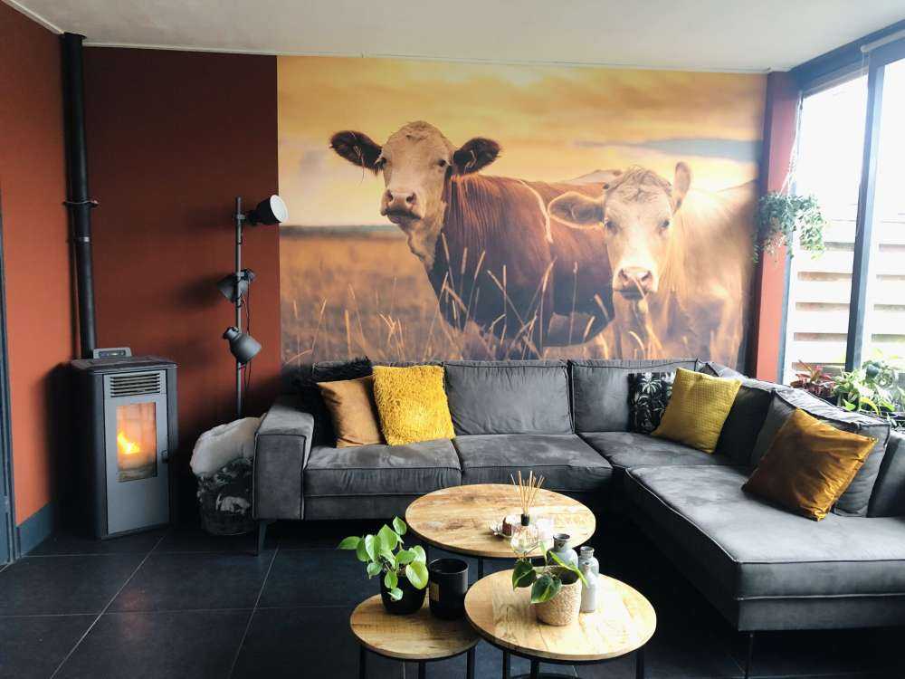 Les vaches au soleil du soir