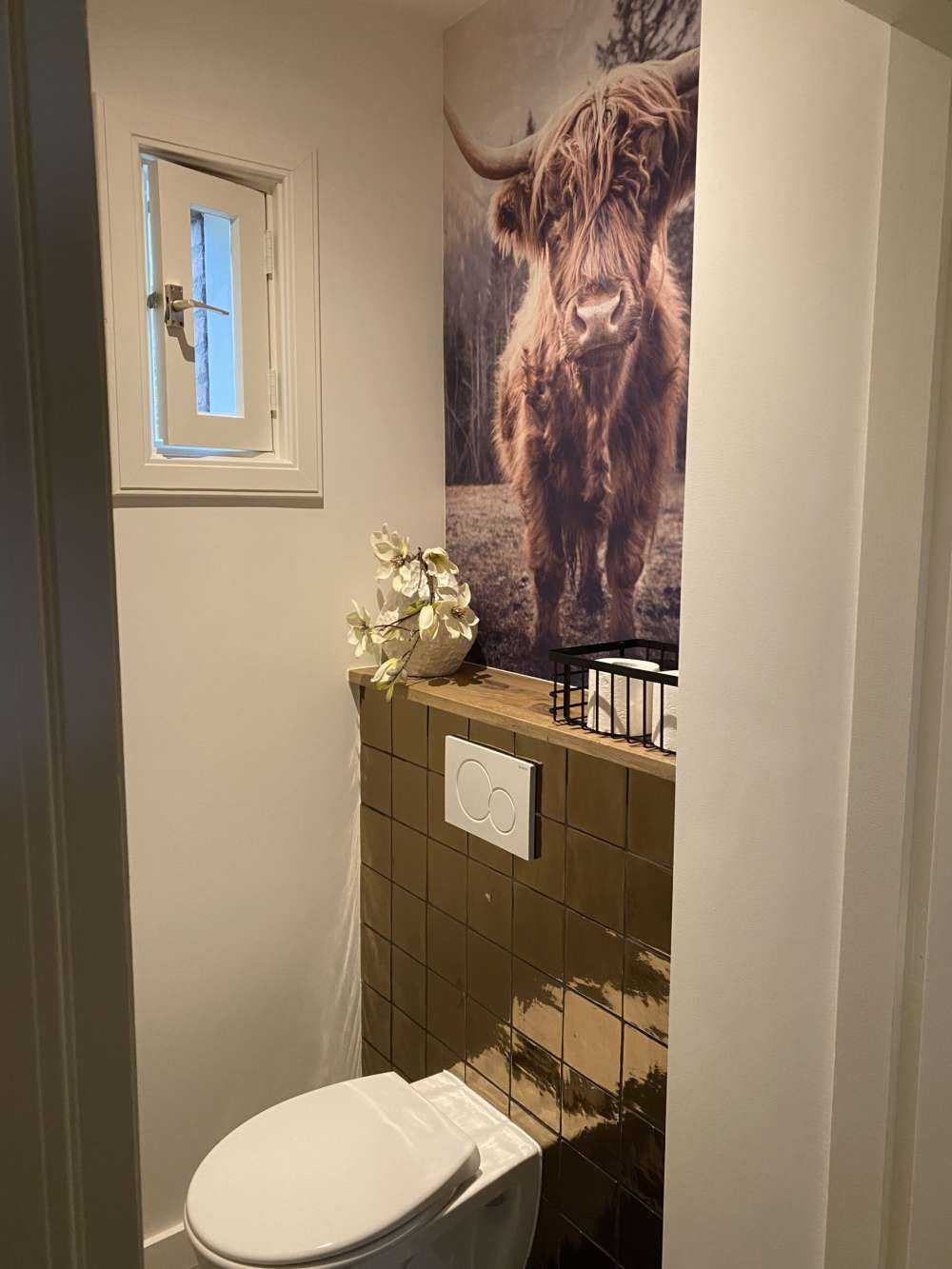 Le Highland écossais au bord de la forêt