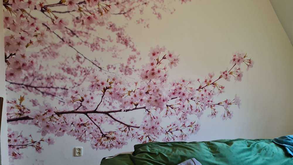 Branches de fleurs roses