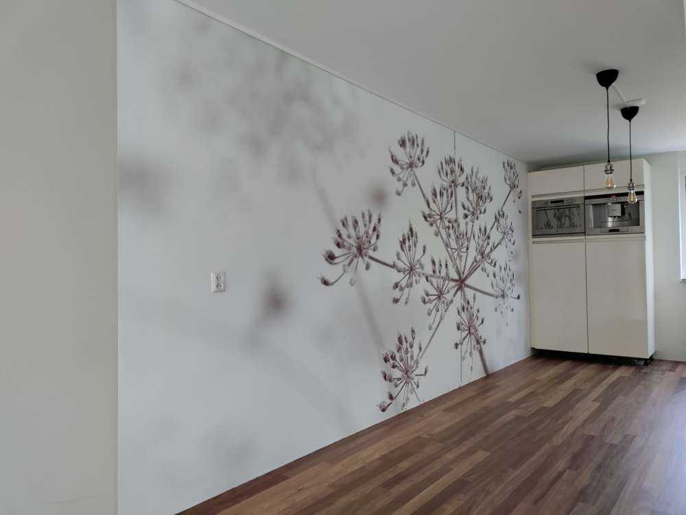 Cerfeuil sauvage en gros plan