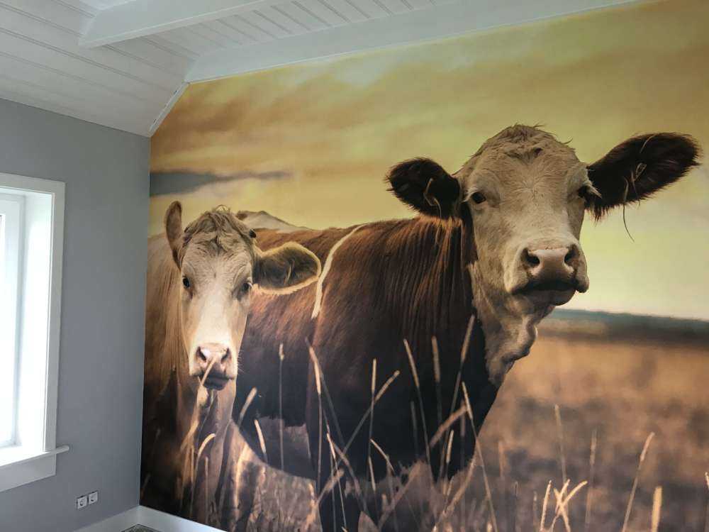 Les vaches au soleil du soir