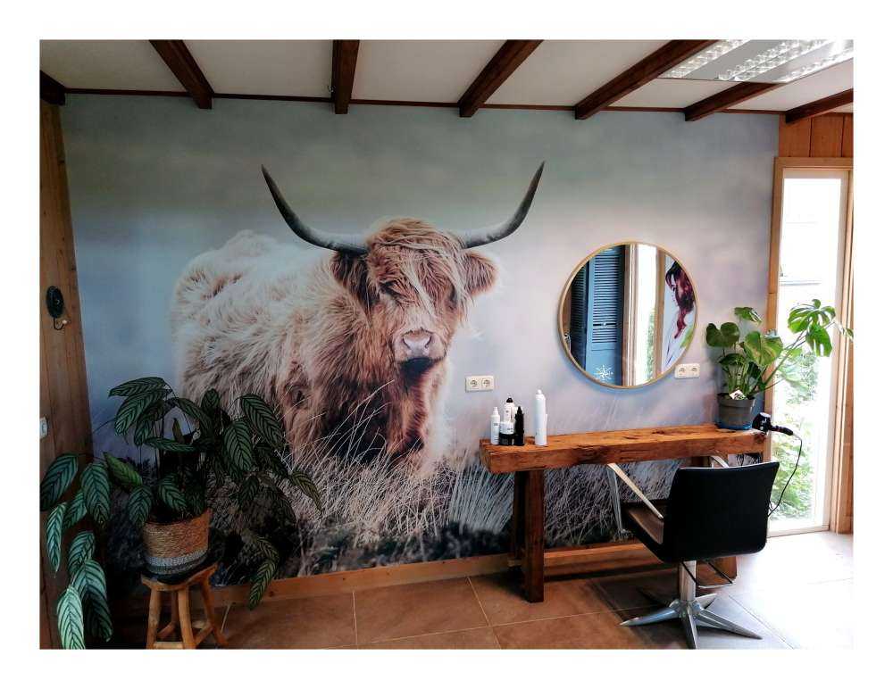 Les Highland écossais dans la nature