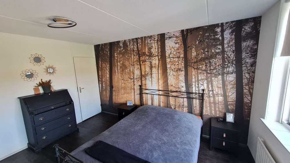 Soleil dans une forêt brumeuse