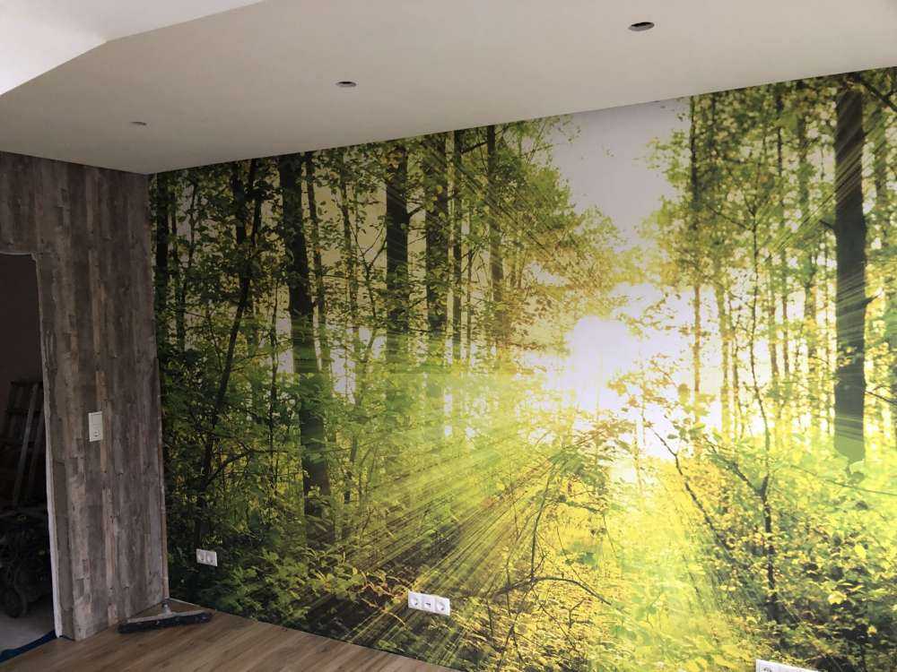 Soleil dans une forêt verdoyante