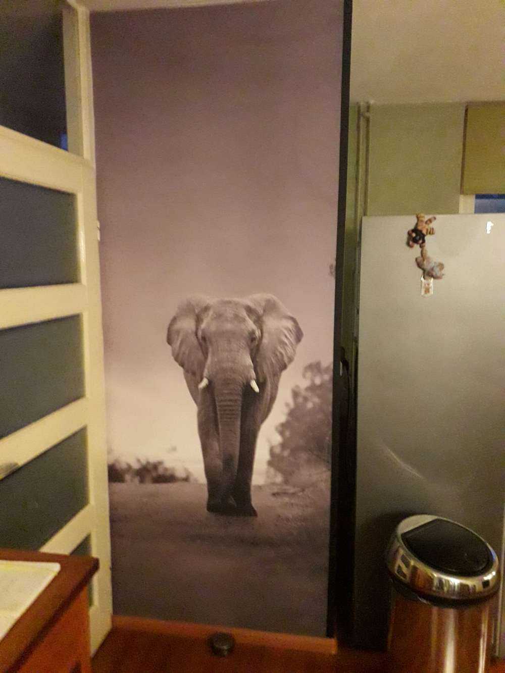 Eléphant au coucher du soleil